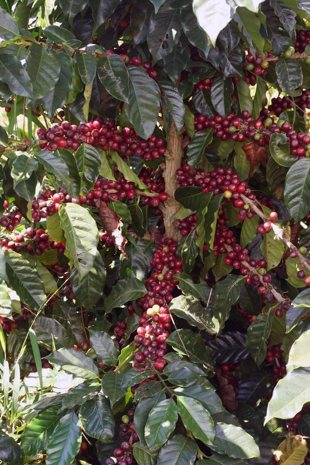 Sinouk Coffee Plantation : Harvest Coffee Beans on the Bolaven Plateau