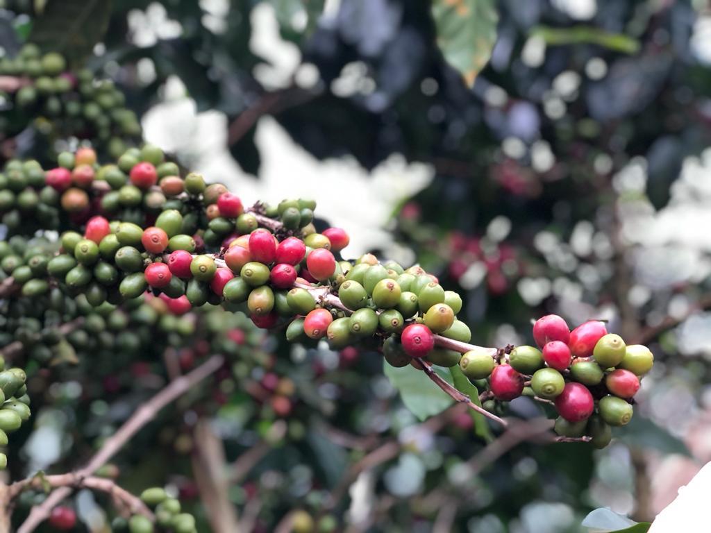 coffee cherry